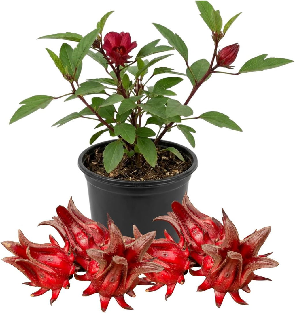 Sabdariffa Roselle Hibiscus Plants 5-8 Inch Tall, Red Sorrel Roselle Hibiscus Flowers for Planting in 4'' Pot, High Yield, Ready to Grow