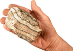 Zebra Onyx 4" 2 Lb Chakra Healing Crystal Rough Rock Mineral Raw Specimen