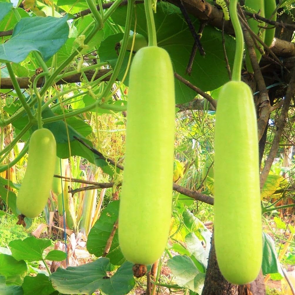 TomorrowSeeds - Calabash Bottle Gourd Seeds - 60+ Count - for 2026 Planting Lauki Dudhi Long Melon Loki Indian Doodhi Kaddu Opo Squash Chinese Asian Vegetable Grow Your Own Home Farm Patio Healthy