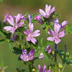 Palm Beach Medicinal Herbs - Common Mallow (Malva sylvestris) - Packet of 25 Seeds