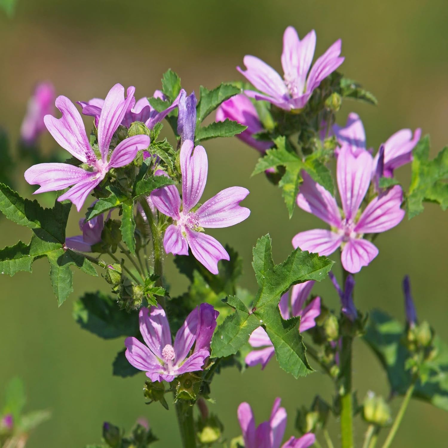 Palm Beach Medicinal Herbs - Common Mallow (Malva sylvestris) - Packet of 25 Seeds