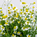 Clovers Garden Chamomile Herb Plants – Two (2) Live Plants – Non-GMO - Not Seeds - Each 4" to 8" Tall – in 4" Inch Pots - Attracts Polinators, Edible, Medicinal