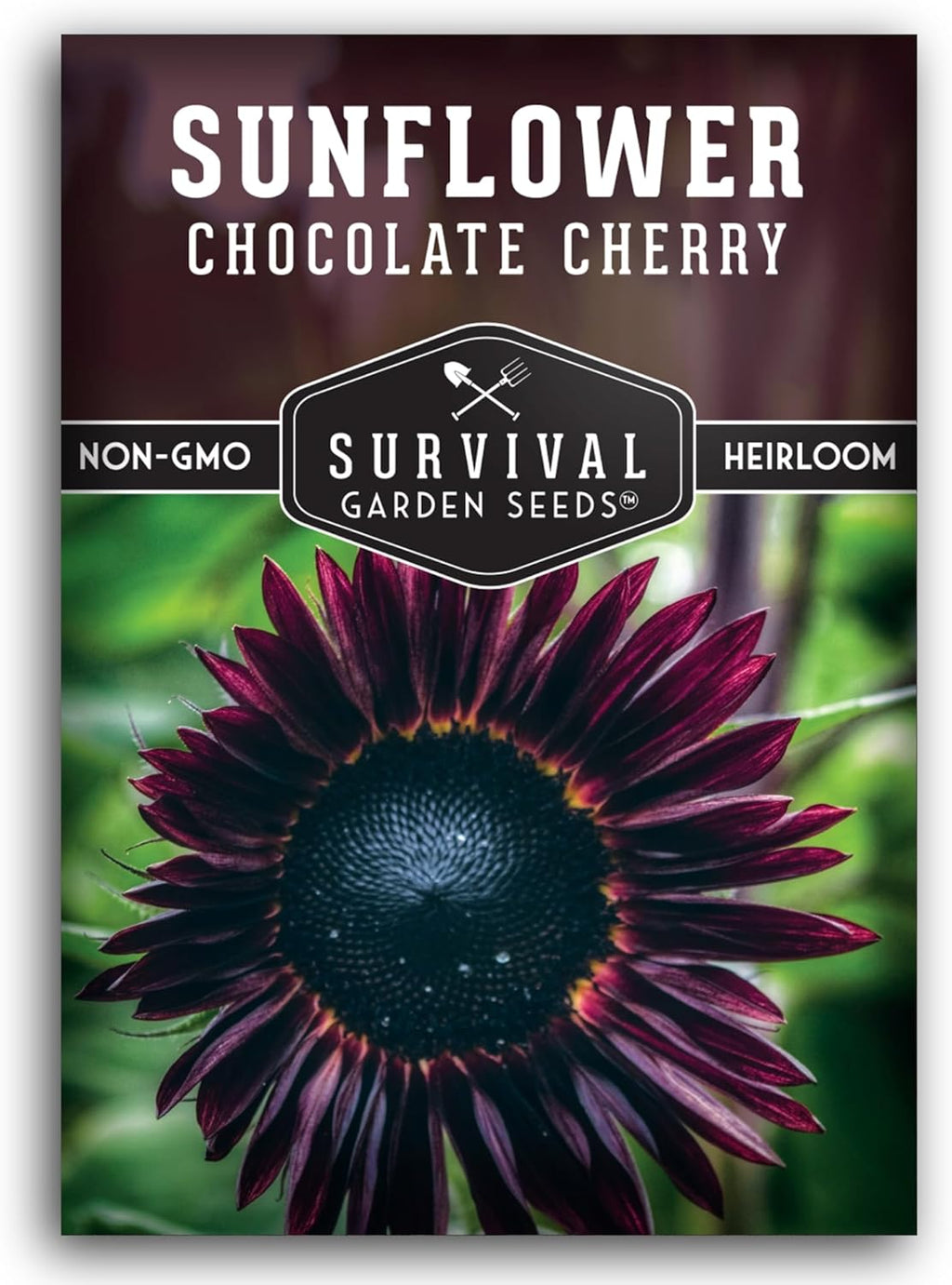 Chocolate Cherry Sunflower Seeds for Planting | Rare Burgundy Black Blooms, 6-7ft Giant Non-GMO Heirloom Flower - Survival Garden Seeds (2 Packs)