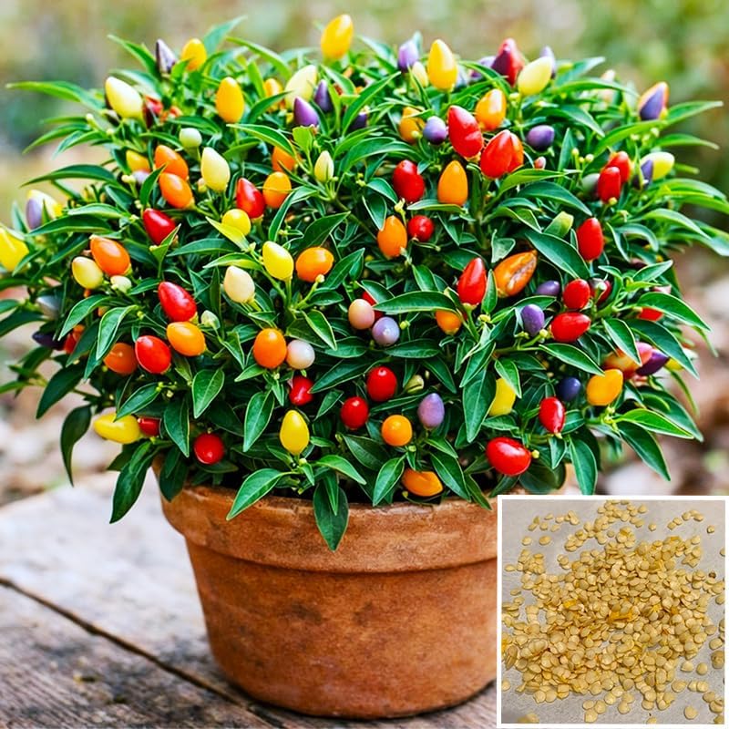 500+ Tabasco Pepper Seeds for Planting-Perfect for Hot Sauce & Spicy Cooking, Heirloom Seeds