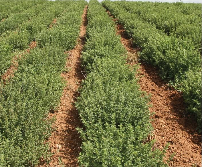 Loose Oregano | Imported & Produced in Greece | All Natural | 5lb Bag