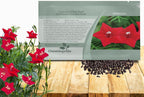 Outsidepride Red Cypress Vine Seeds - 200 Pcs Annual Flower Seeds with Nectar-Rich, Star-Shaped Flowers & Feathery, Fern-Like Leaves for Fences, Trellises, Pergolas & Vertical Gardens