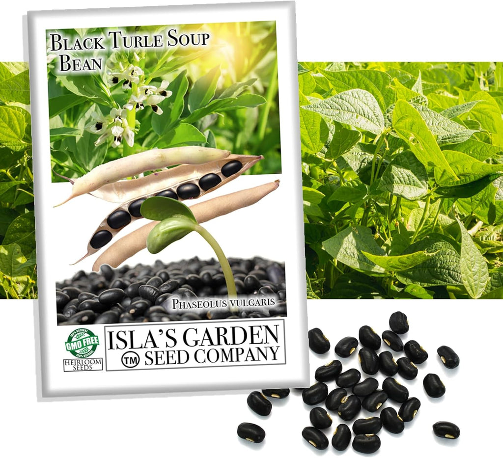 Black Turtle Soup Bean Seeds – 25+ Non-GMO & Heirloom Seeds, Phaseolus vulgaris, Rich Flavor Black Beans for Soups & Stews, High Yield Warm-Season Legume, by Isla’s Garden Seeds, Gift Idea