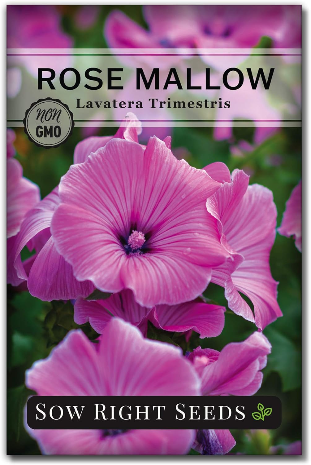 Sow Right Seeds - Rose Mallow Hibiscus Seeds for Planting - Non-GMO Heirloom Packet with Instructions to Grow - Tropical and Exotic Annual Tree Mallow - Blushing Rouge and Scarlet Blooms (1)