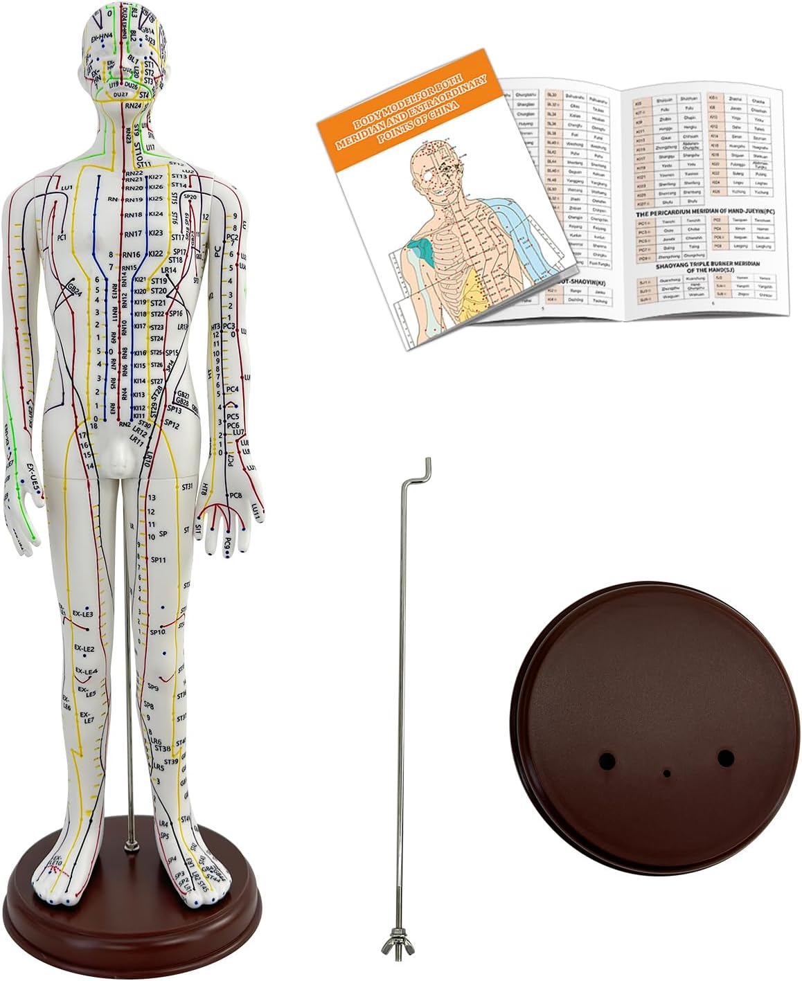 Acupuncture Model, Human Acupoint Model 20.5in Full Body Silicone Professionals Clear Identification with Base for Chinese Medicine Teaching Acupoint Student Demonstration (Male)