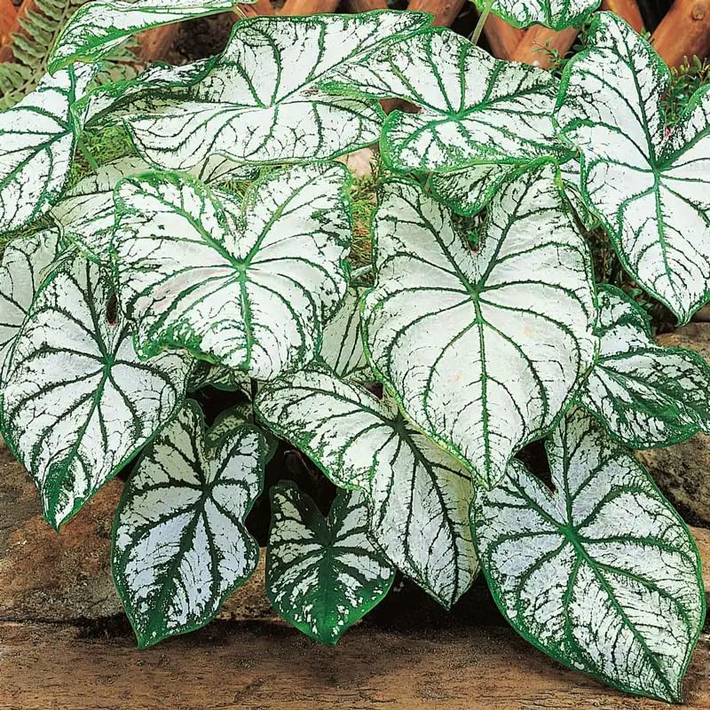 200Pcs Mix Caladium Seeds for Planting for Planting-Non-GMO Heirloom Plant Seeds Garden Outdoor