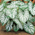 200Pcs Mix Caladium Seeds for Planting for Planting-Non-GMO Heirloom Plant Seeds Garden Outdoor