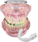Dental Model, Orthodontic Typodont, Teeth Model Braces, Arch Wire, Metal Ceramic Bracket, Invisible Retainer, Single Buccal Tube, Ligature Ties, Teaching Practice Demonstration (M3012)