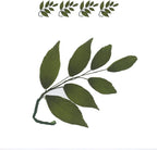 Global Sugar Art Dark Green Leaf Sugar Cake Flower Sprays, 4 Count by Chef Alan Tetreault