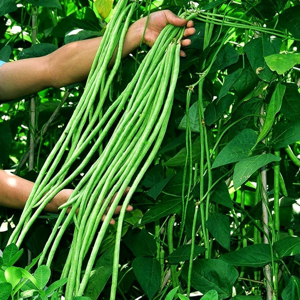 30+ Seeds Snake Oriental Yard Long Pole Bean Seed for Planting Green Noodle Beans Heirloom Non-GMO Vegetable Seeds
