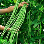 30+ Seeds Snake Oriental Yard Long Pole Bean Seed for Planting Green Noodle Beans Heirloom Non-GMO Vegetable Seeds