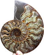 Natural Beautiful Ammonite Fossil Conch Specimen Collectibles Home Decor Gifts Ornament