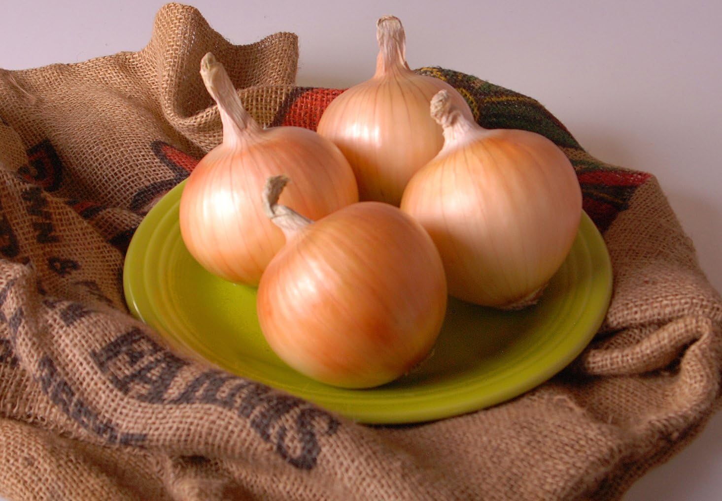 Texas Grano 1015Y Onion Seeds,Spring,Summer or Fall,Short Day! (1000)