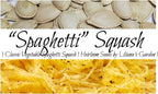 “Winter Spaghetti” Squash Seeds – Seeds for Classic Spaghetti Squash with a Mild Flavor | Never GMO, Always Heirloom and Open-Pollinated | USA Grown Seeds by Liliana's Garden |