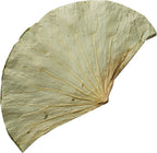 Rainlily Wen Dried Lotus Leaves Sushi Plate Decoration Whole Sheet 30 Pcs Food Wrapping Party Decoration Cooking Radius For 10'' Food Wrapping Party making Lo Mai Gai (30)