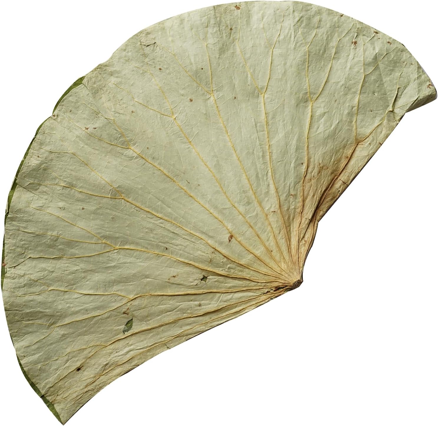 Rainlily Wen Dried Lotus Leaves Sushi Plate Decoration Whole Sheet 30 Pcs Food Wrapping Party Decoration Cooking Radius For 10'' Food Wrapping Party making Lo Mai Gai (30)
