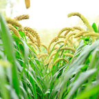 Weeping Foxtail Millet Seeds for Planting (100 Seeds) - German Millet, Ornamental Grass for Landscape or Garden