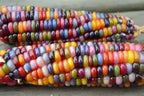 Generic 40 Glass Gem Corn Seeds, Assorted