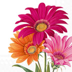IHR Ideal Home Range Party Napkins Disposable 3-Ply Paper Lunch Napkin Pack, 6.5" x 6.5", Joyful Gerbera (White), 20-Count