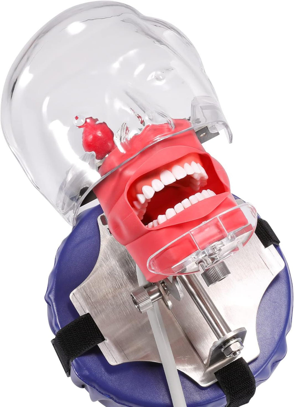Dental Manikin Simulator Phantom Head - with Typodont Teeth Model Fixed on Chair 1:1 High Emulation 360-Degree Adjustable for Dental Schools Lab Training Education Practical Demonstration