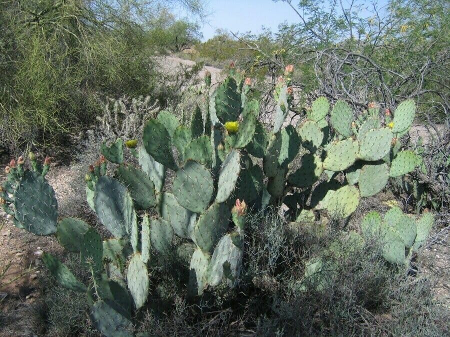 Engelmann's Prickly Pear Cactus (Opuntia engelmannii) - Live Plant Cutting - Roots Easily - Sweet Red Edible Fruit