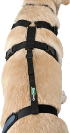 Ortocanis - Knee Brace Fastening Belt for Dog - Prevents Slippage - Improves Stability and Recovery - Size Harness + Leash: L 69-96 cm