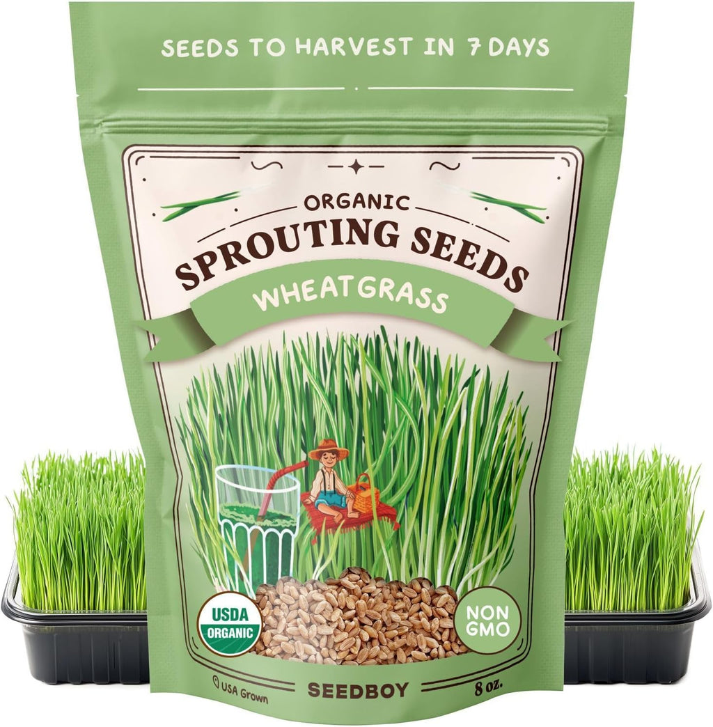 Seedboy Organic Wheatgrass Seeds - Hard Red Spring, Non-GMO, USA Grown Microgreens & Sprouting Seeds - 8 oz Bag Yields 5 Quarts (Hard Red Spring Wheatgrass)