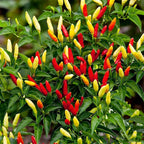 500+ Tabasco Pepper Seeds for Planting-Perfect for Hot Sauce & Spicy Cooking, Heirloom Seeds