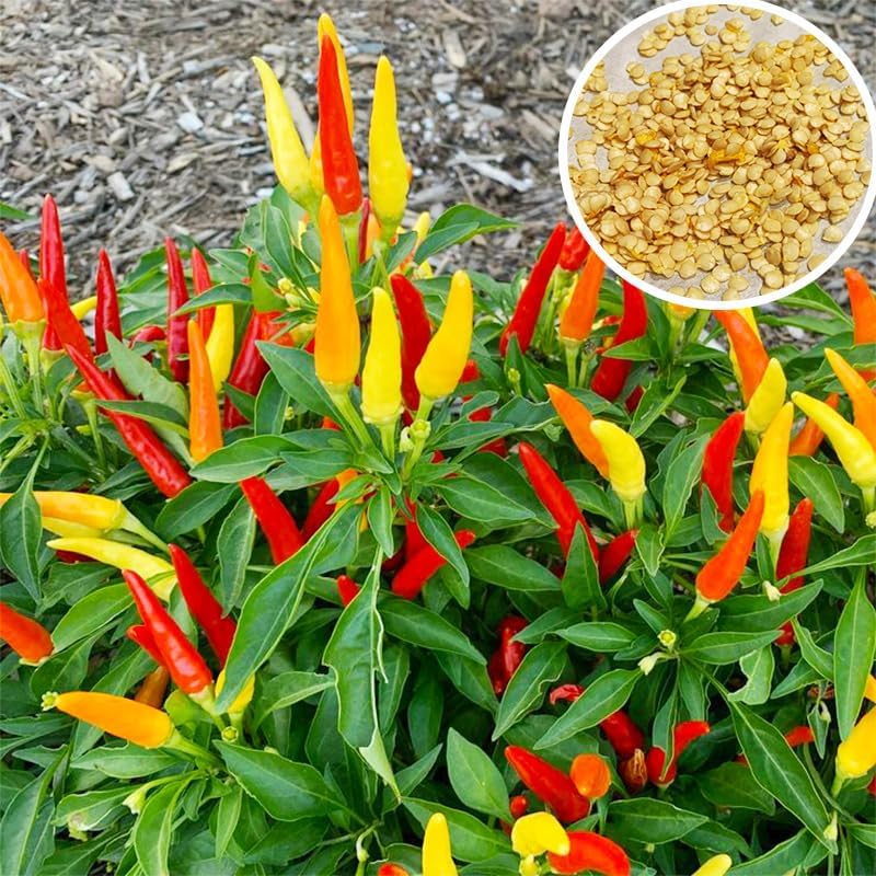 500+ Tabasco Pepper Seeds for Planting-Perfect for Hot Sauce & Spicy Cooking, Heirloom Seeds