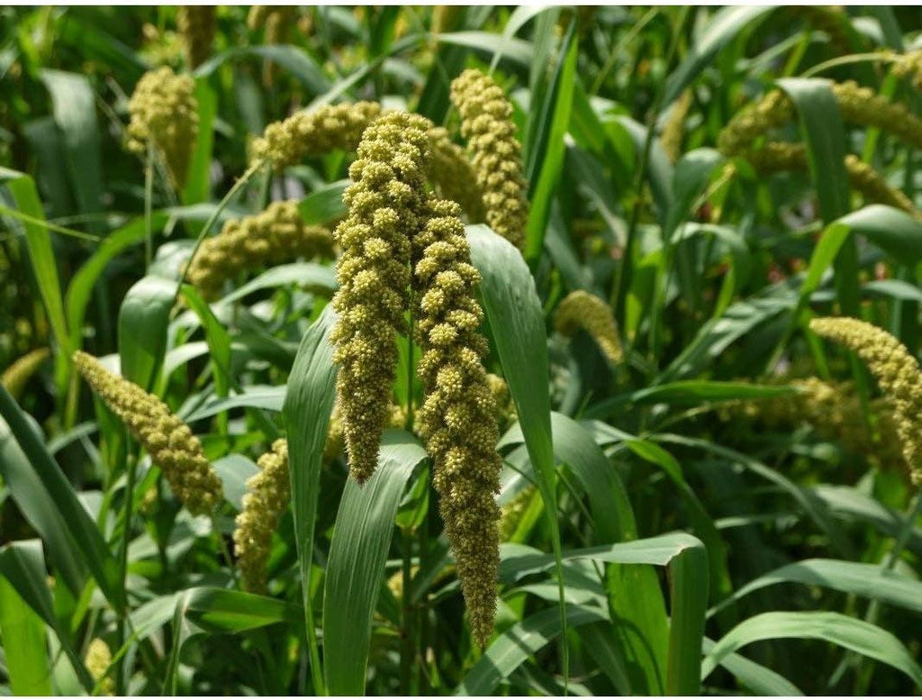 German Millet (Foxtail Millet) Seeds (20 Seed Pack)