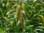 German Millet (Foxtail Millet) Seeds (20 Seed Pack)
