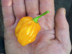 Burkina Yellow Chili-An African strain of the famous Scotch Bonnet hot pepper