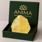 Anima Citrine Crystal – Large 1.6–2" Radiant Yellow Natural Raw Citrine Stone for Abundance, Positivity & Confidence – Ethically Sourced, Presented in Elegant Gift Box