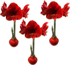 Waxed Amaryllis Bulb Holiday 3 Pack-Three Red Waxed Red Lion Amaryllis Bulbs 28/ 30cm-Perfect Holiday Gift Bundle!