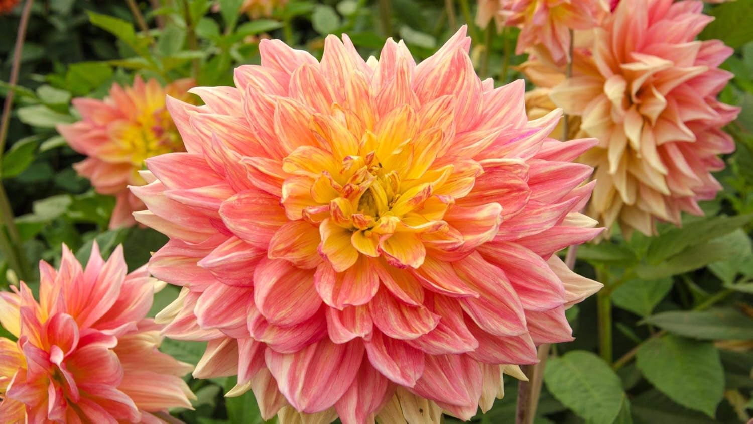 Generic Fresh 100pcs Dahlia Flower Seed for Planting Pink 2
