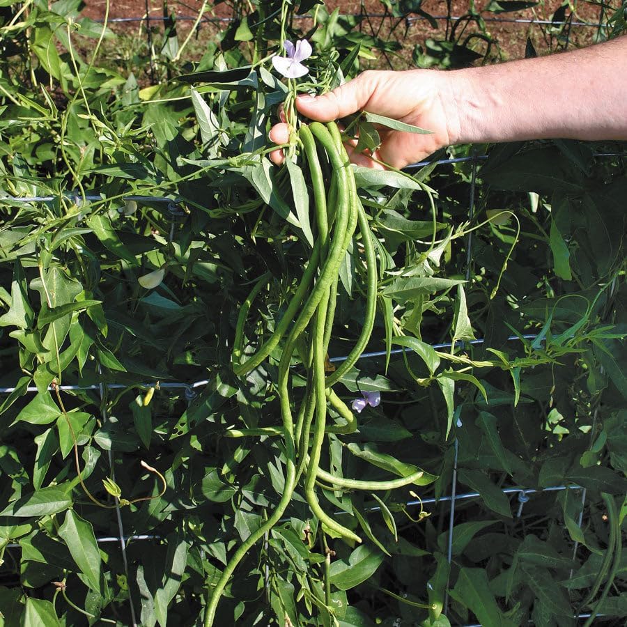 TomorrowSeeds - 5 Colors Mix Yard Long Bean Seeds - 30+ Count - for 2026 Planting Purple Green Red Pink White Rainbow Blend Multi Variety Vining Pole Asian Vegetable Grow Your Own Home Farm Patio