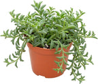Live Succulents String of Dolphins (4-inch), Succulent Plants Fully Rooted in Pots with Soil, Easy-Care House Plant for DIY, Home Office Decor, Wedding Party Favor