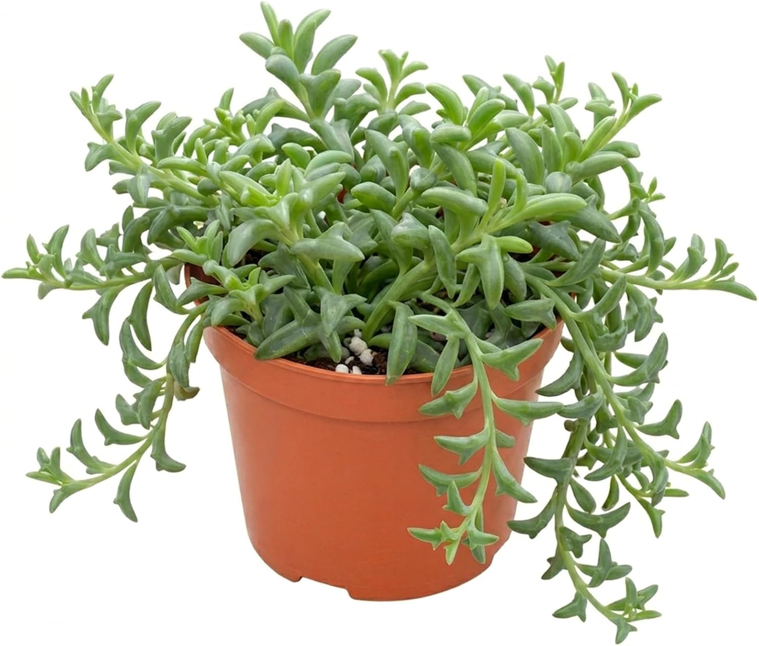Live Succulents String of Dolphins (4-inch), Succulent Plants Fully Rooted in Pots with Soil, Easy-Care House Plant for DIY, Home Office Decor, Wedding Party Favor