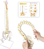 Spine Model 34.6" Life Size Spinal Cord Model, Flexible Human Spine Model, Anatomical Model with Vertebrae, Nerves, Arteries, Lumbar Column, and Male Pelvis for Science Education & Patient Education