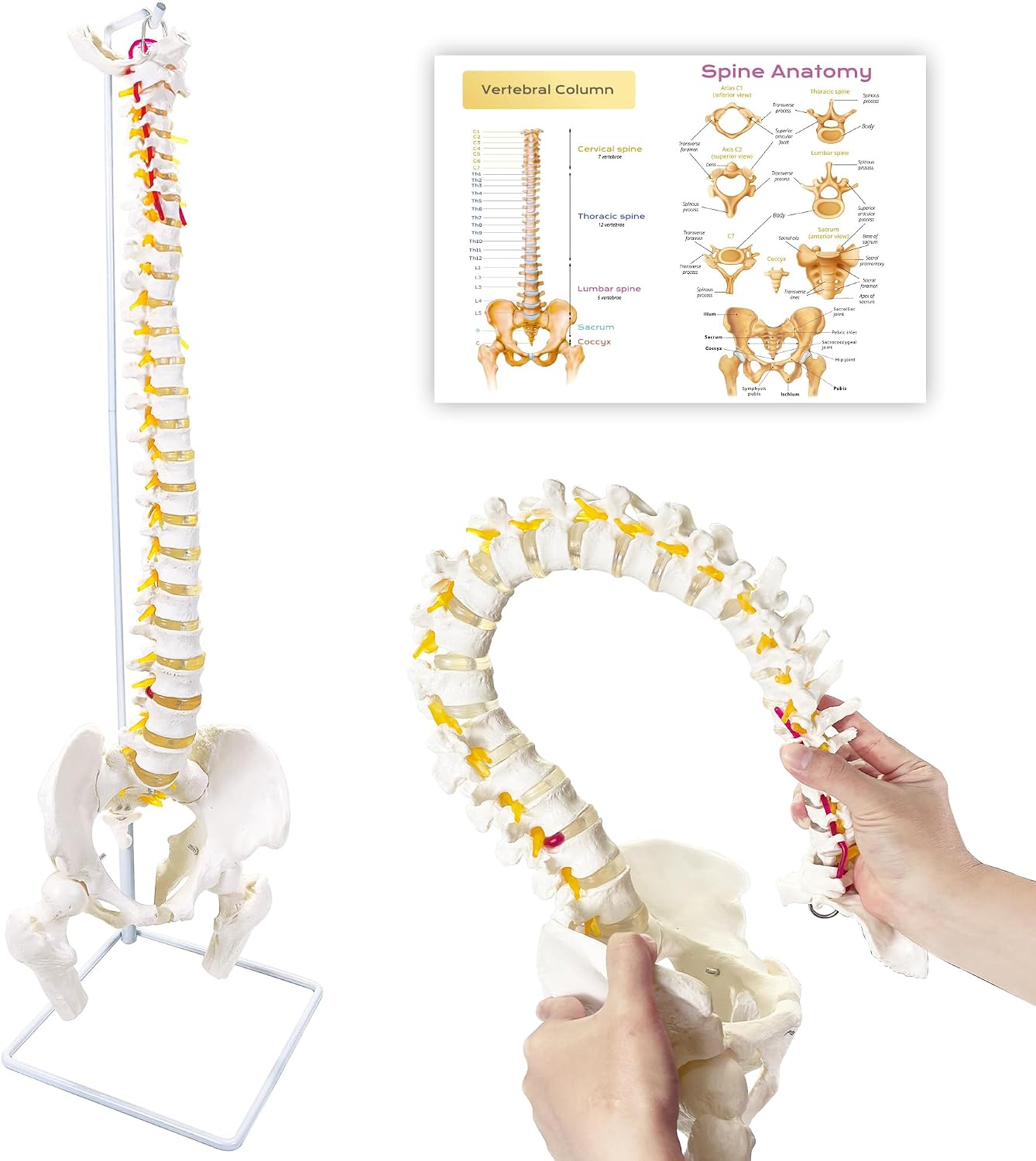 Spine Model 34.6" Life Size Spinal Cord Model, Flexible Human Spine Model, Anatomical Model with Vertebrae, Nerves, Arteries, Lumbar Column, and Male Pelvis for Science Education & Patient Education