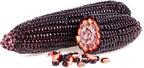 Rare Purple Popcorn Seeds for Planting - 50 Seeds to Grow This Exotic Edible Corn