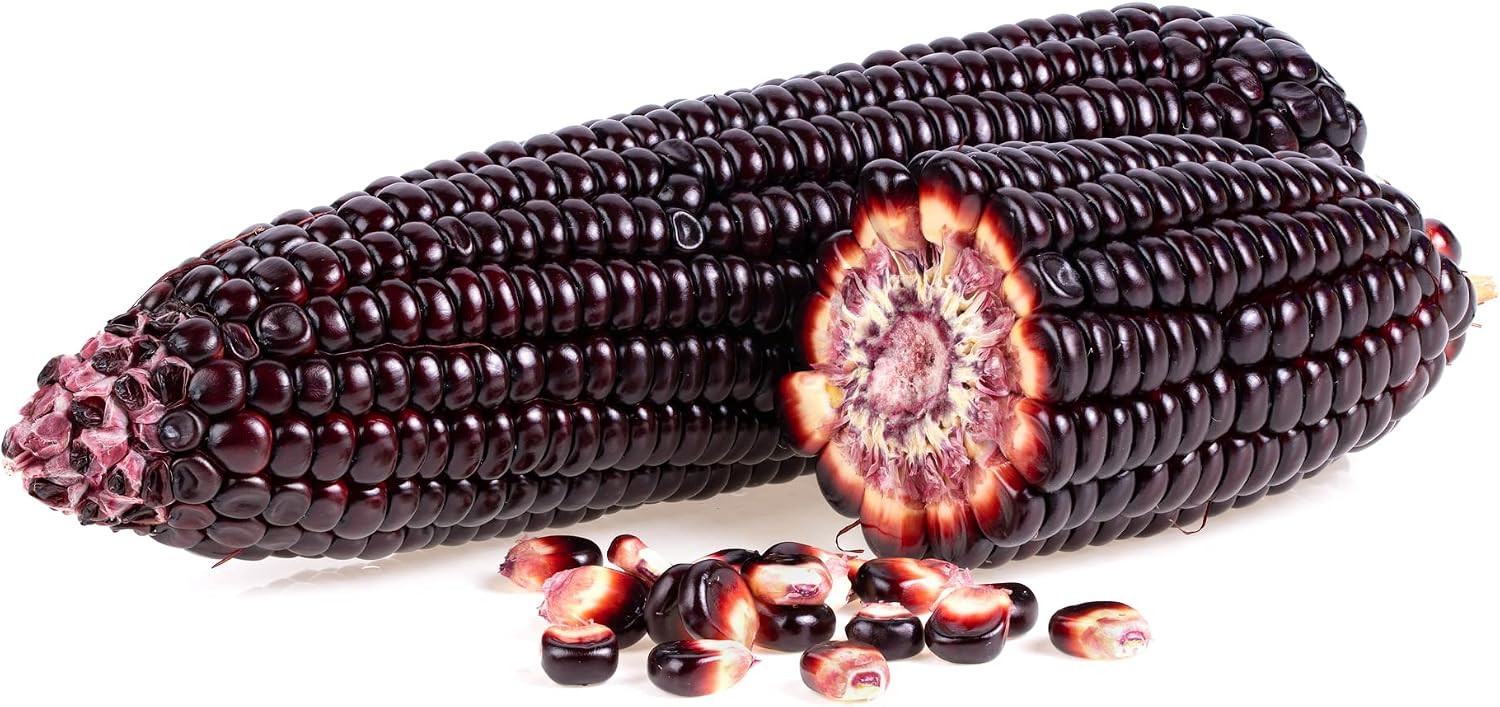 Rare Purple Popcorn Seeds for Planting - 50 Seeds to Grow This Exotic Edible Corn