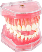 Standard Study Teaching Dental Model with All Removable Teeth - Soft Silicone Gel Gum and Bendable Teeth Typodonts for Students and Professionals - Ideal for Dental Education and Demonstrations