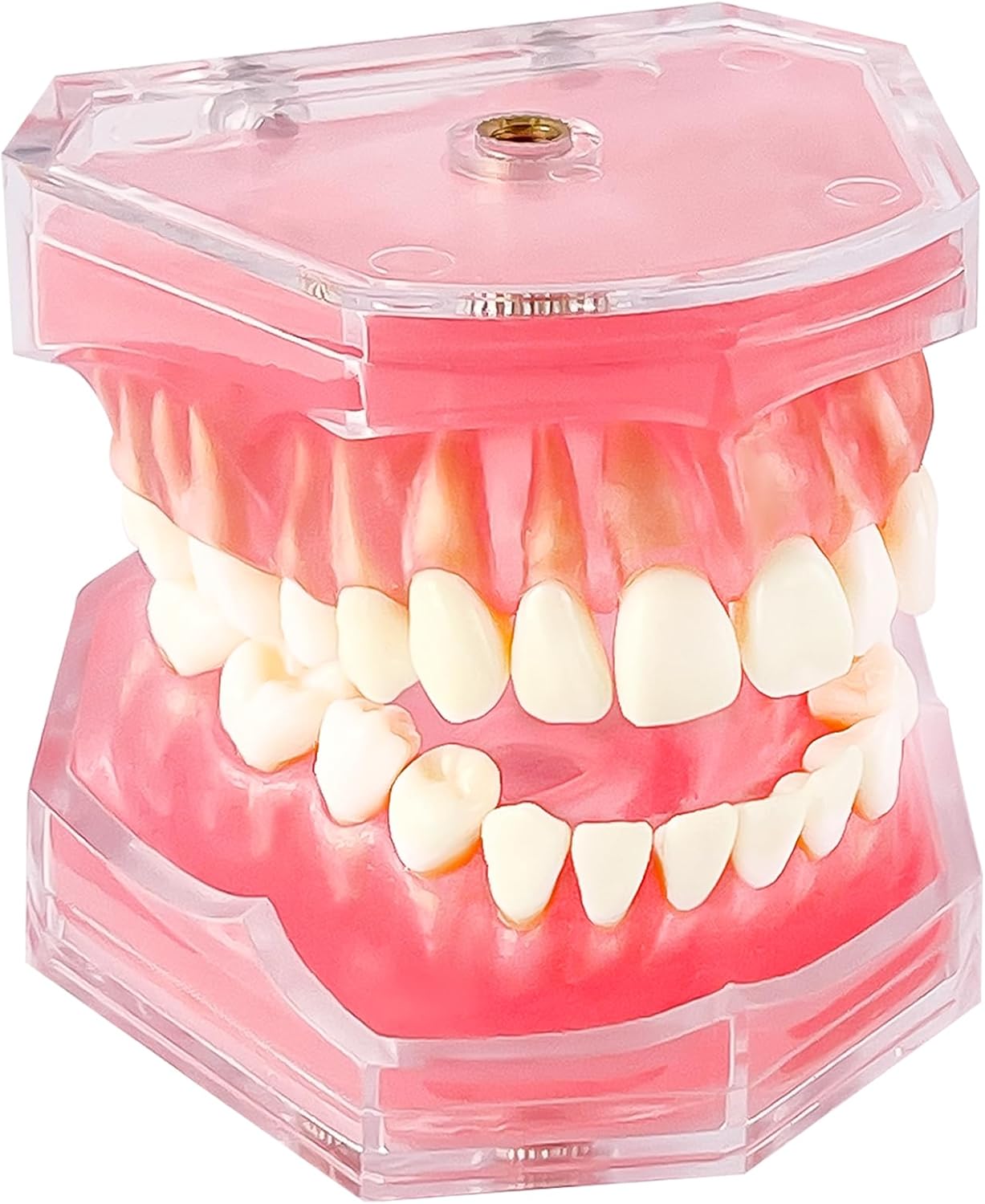 Standard Study Teaching Dental Model with All Removable Teeth - Soft Silicone Gel Gum and Bendable Teeth Typodonts for Students and Professionals - Ideal for Dental Education and Demonstrations