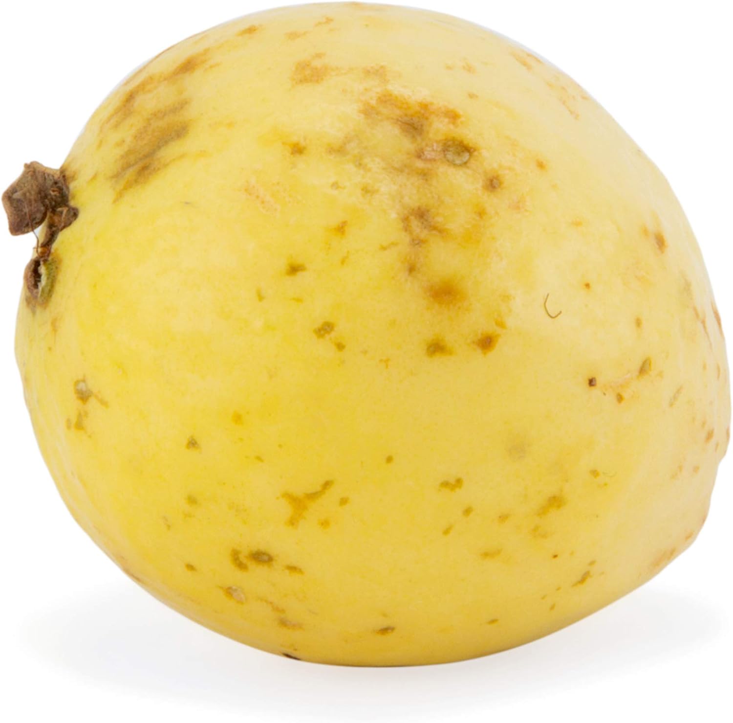 Guava Conventional
