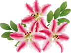 Global Sugar Art Stargazer Lily Sugar Cake Flowers with Leaf Sprays, 3 Count by Chef Alan Tetreault